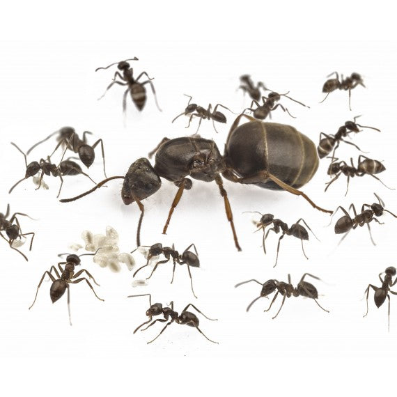 Colonia di Lasius grandis