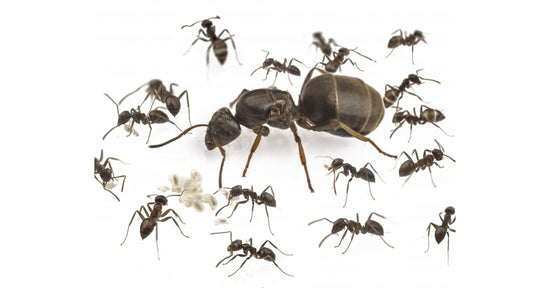 Colonia di Lasius grandis