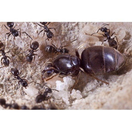 Colonia di Lasius niger