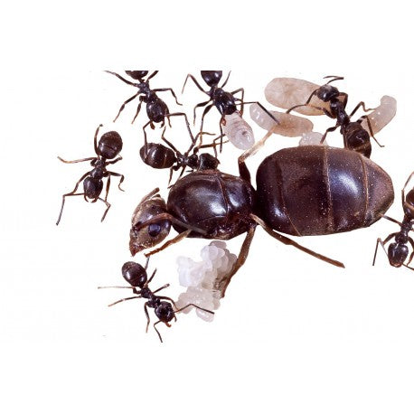 Colonia di Lasius niger