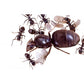 Colonia di Lasius niger