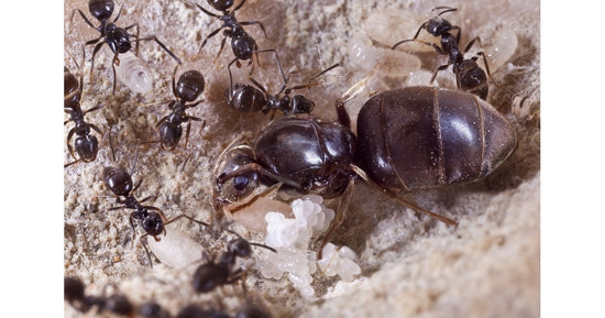Colonia di Lasius niger