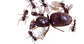 Colonia di Lasius niger