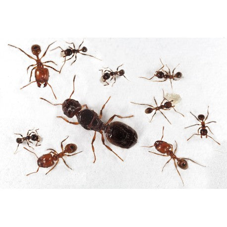 Colonia di Pheidole pallidula