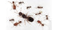 Colonia di Pheidole pallidula