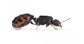 Colonia di Tetramorium caespitum
