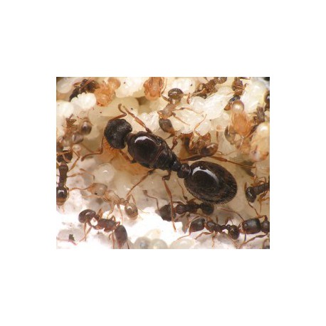 Colonia di Tetramorium caespitum