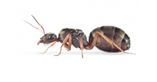 Colonia Formica cinerea