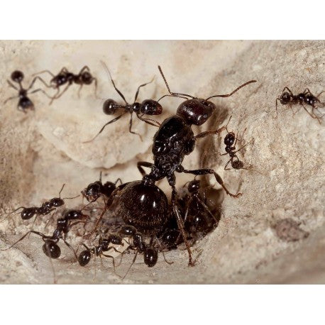 Colonia di formiche Messor barbarus con regina (ideale per principianti)