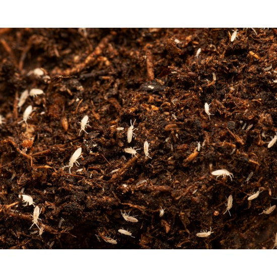 Coltivazione Collembolo 500cc