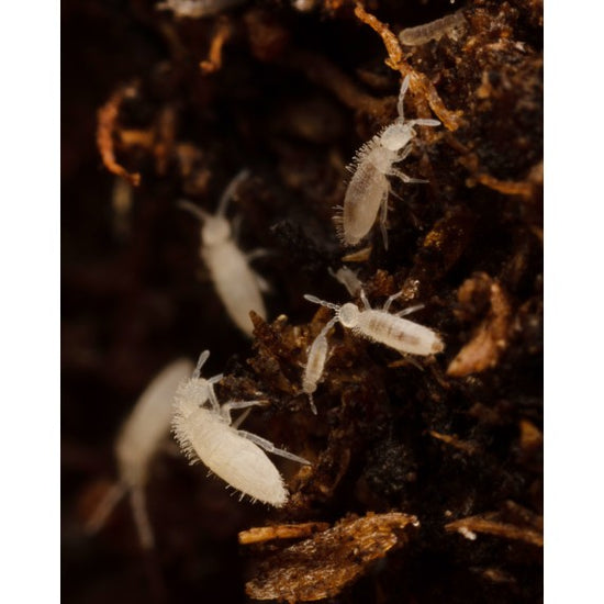 Coltivazione Collembolo 500cc