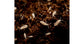 Coltivazione Collembolo  (Tropical White) 500cc