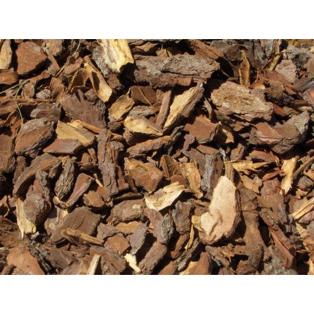 Corteccia di pino 50g