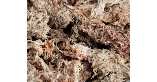 Dried Sphagnum Moss 50cc