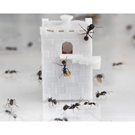 Feeder 3D - Semenzaio per formiche granivore