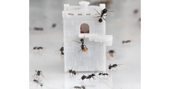 Feeder 3D - Semenzaio per formiche granivore