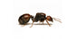 Formica Regina di Messor barbarus
