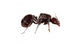 Formica Regina di Messor barbarus