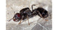Formica Regina di Messor barbarus