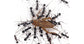 Grilli Acheta domestica