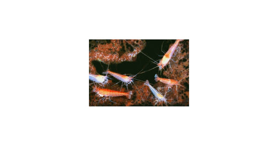 Halocaridina rubra (Opae Ula)