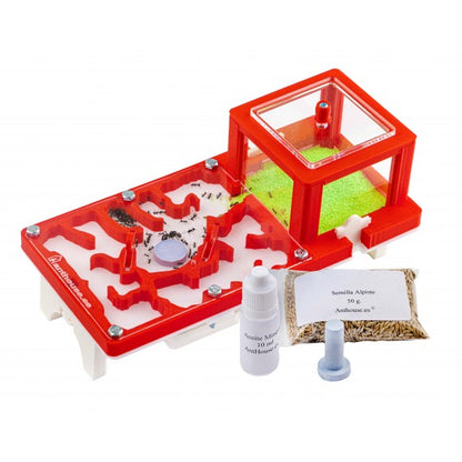 Kit 3D 10x20x1 Fungo (Con Formiche GRATUITE)