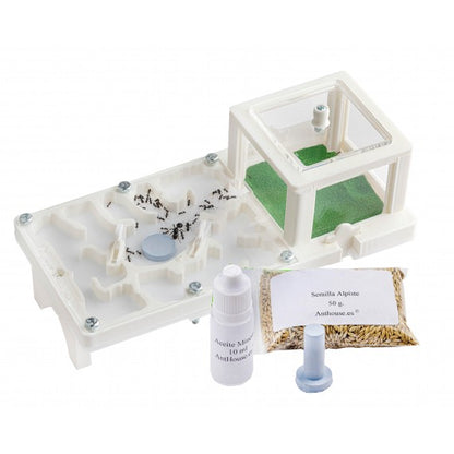 Kit 3D 10x20x1 Fungo (Con Formiche GRATUITE)