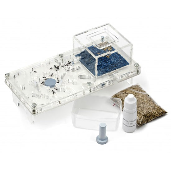 Kit Acrilico 10x20x1 Fungo (Con Formiche GRATUITE)