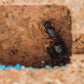 Kit Antcubik Sughero con Camponotus barbaricus