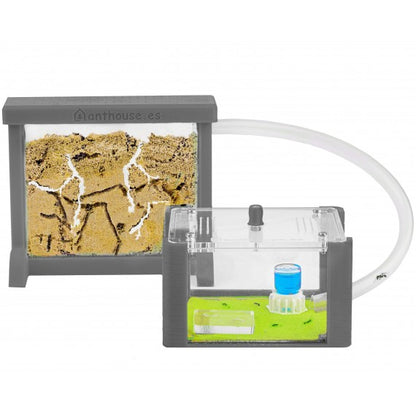 Kit AntHouse 3D Base Formicaio di Sabbia con Regina e Formiche GRATIS