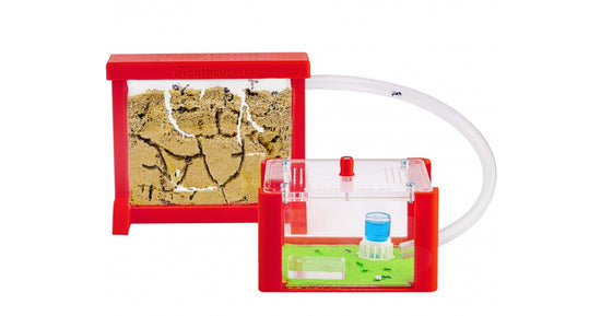 Kit AntHouse 3D Base Formicaio di Sabbia con Regina e Formiche GRATIS