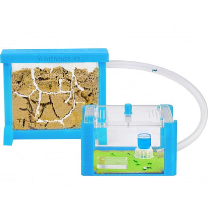 Kit AntHouse 3D Base Formicaio di Sabbia con Regina e Formiche GRATIS