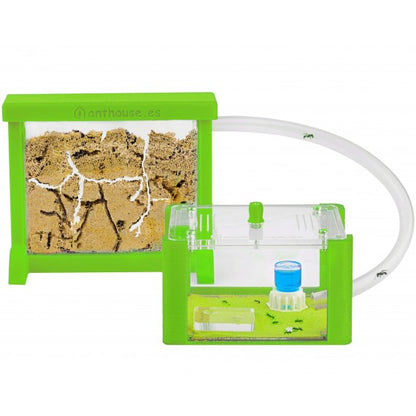 Kit AntHouse 3D Base Formicaio di Sabbia con Regina e Formiche GRATIS