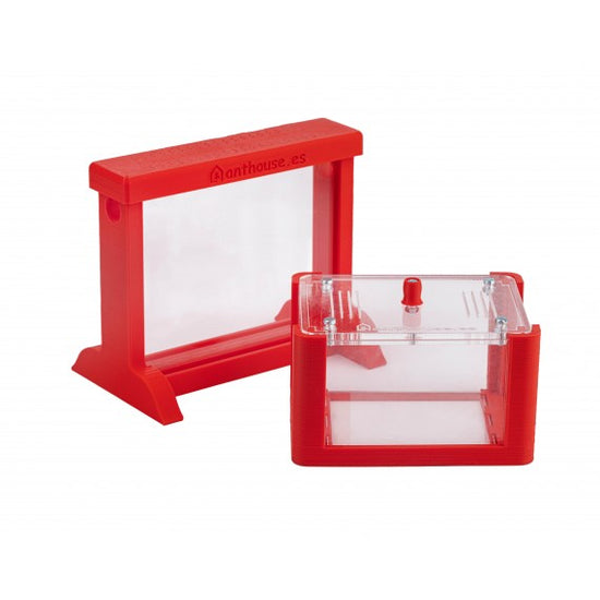 Kit AntHouse 3D Base Formicaio di Sabbia con Regina e Formiche GRATIS