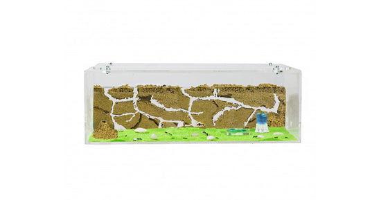 Kit AntHouse Avvio-BIG-Acrilico