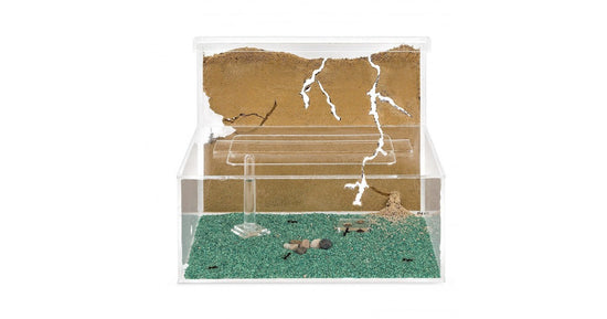 Kit AntHouse -L- Formicaio di Sabbia con Regina e Formiche GRATUITE