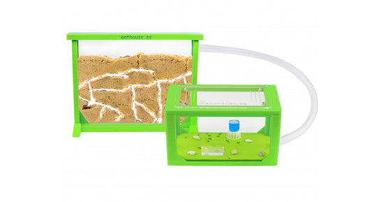 Kit AntHouse Sandwich 3D Medio