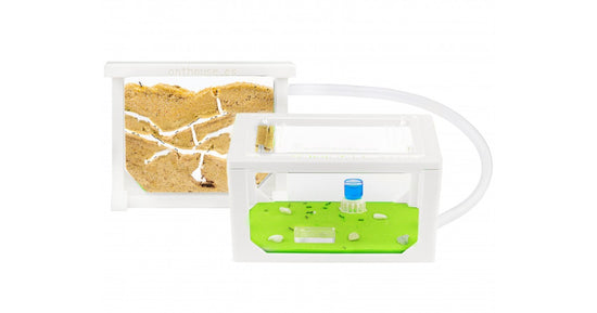 Kit AntHouse Sandwich 3D Mini
