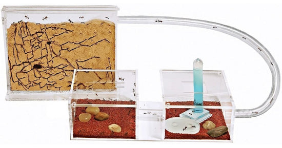 Kit AntHouse Sandwich-Acri/Mini