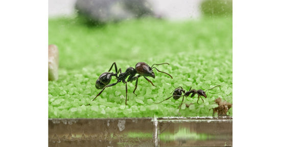 Kit Anthouse-T Acrilico-BIG (25x20x1,5)