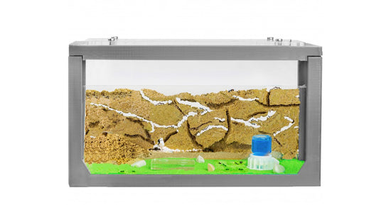 Kits AntHouse Avvio 3D