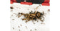 Langostas Schistocerca (15-30mm)