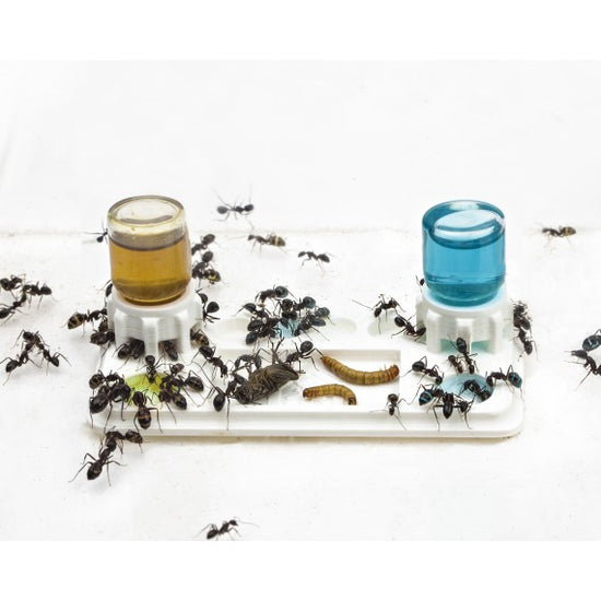 Mega Abbeveratoio e Mangiatoia