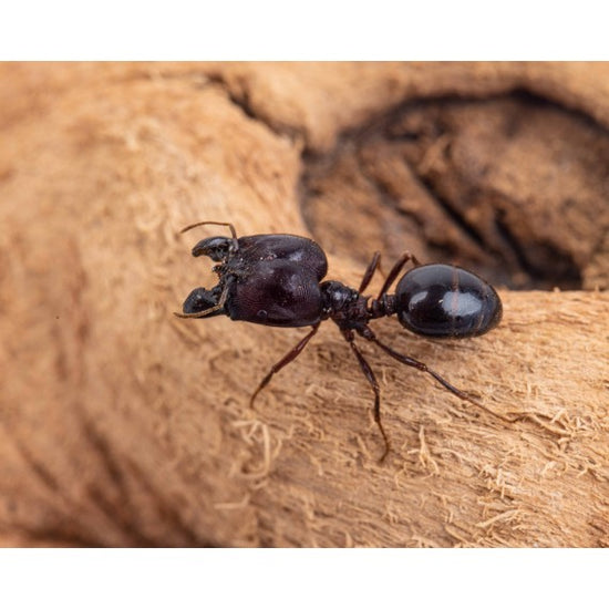 Ramo naturale 10 cm.