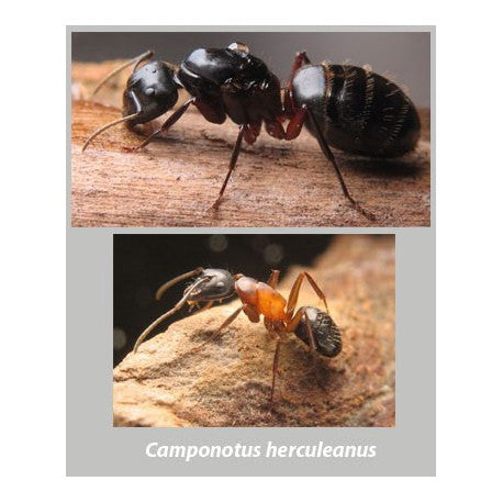 Regina Camponotus herculeanus (Formica Gigante)