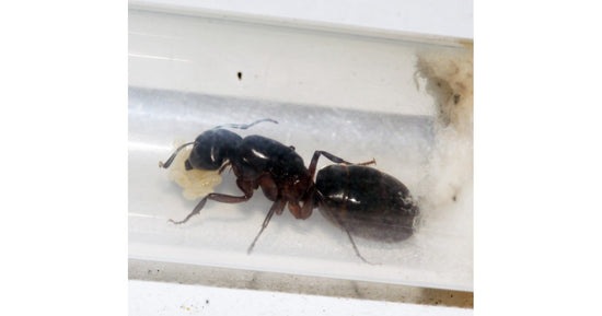 Regina Camponotus herculeanus (Formica Gigante)