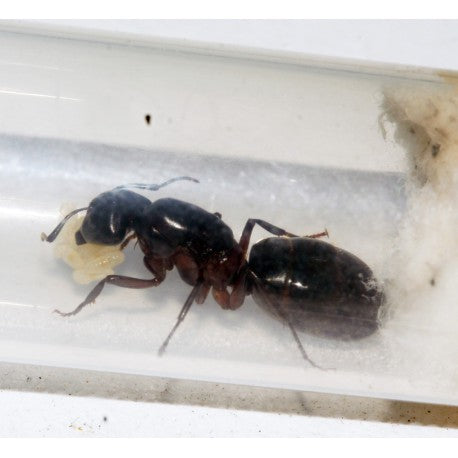 Regina Camponotus herculeanus (Formica Gigante)