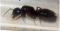 Regina Camponotus herculeanus (Formica Gigante)