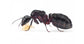 Regina Camponotus ligniperdus (La Più Grande)