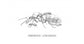 Regina Camponotus ligniperdus (La Più Grande)